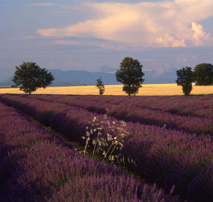Provence – auf den Wegen des Lichts
