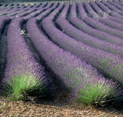 Provence – auf den Wegen des Lichts